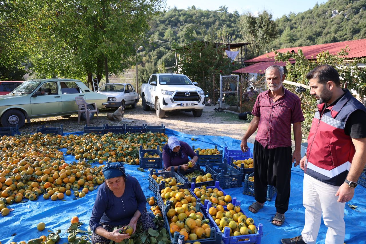 Yaş hurma 20, kurusu 200 lira - Sayfa 3