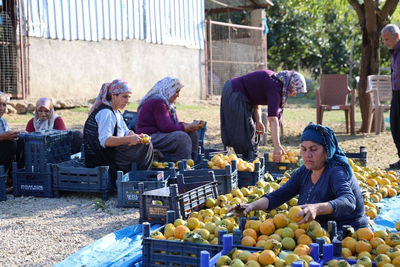 Yaş hurma 20, kurusu 200 lira - Sayfa 2