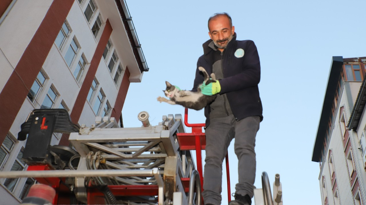 Hakkari’de 4 katlı binada mahsur kalan yavru kedi kurtarıldı