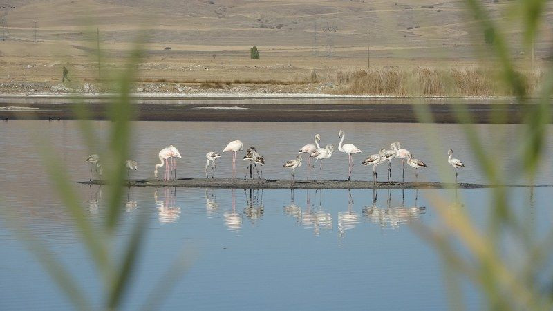 Kurak Ulaş Gölüne Flamingo Sürprizi: Görenleri Hayret Ettirdi - Sayfa 2