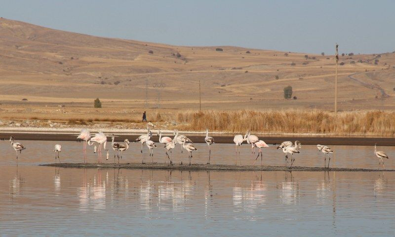 Kurak Ulaş Gölüne Flamingo Sürprizi: Görenleri Hayret Ettirdi - Sayfa 3