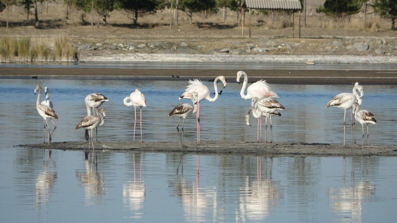 Kurak Ulaş Gölüne Flamingo Sürprizi: Görenleri Hayret Ettirdi - Sayfa 1