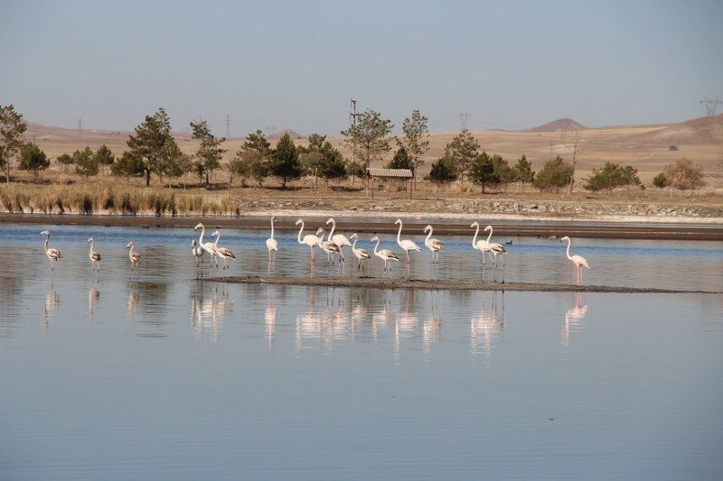 Kurak Ulaş Gölüne Flamingo Sürprizi: Görenleri Hayret Ettirdi - Sayfa 4