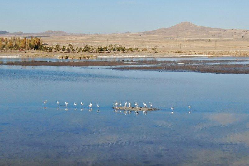 Kurak Ulaş Gölüne Flamingo Sürprizi: Görenleri Hayret Ettirdi - Sayfa 6