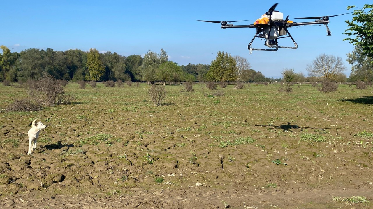 Selde hasar gören mera dron ile tohumlandı