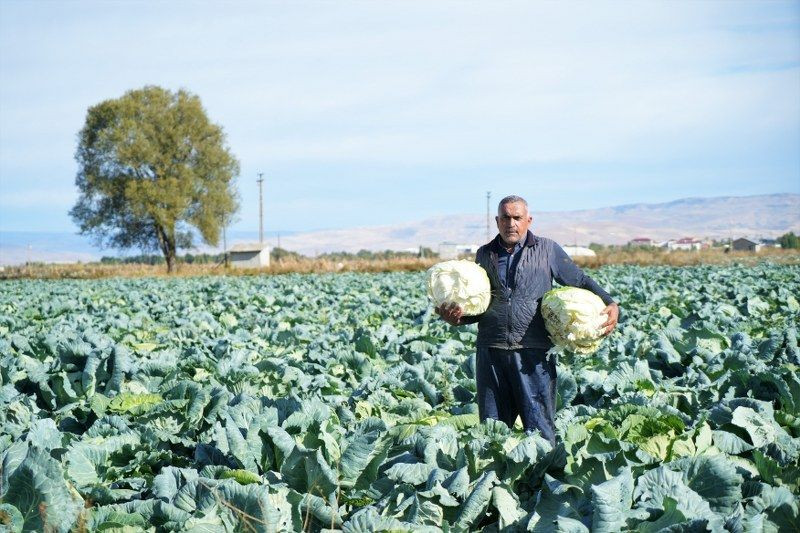 Lahana üretimi ile 120 milyon lira gelir bekleniyor! - Sayfa 1