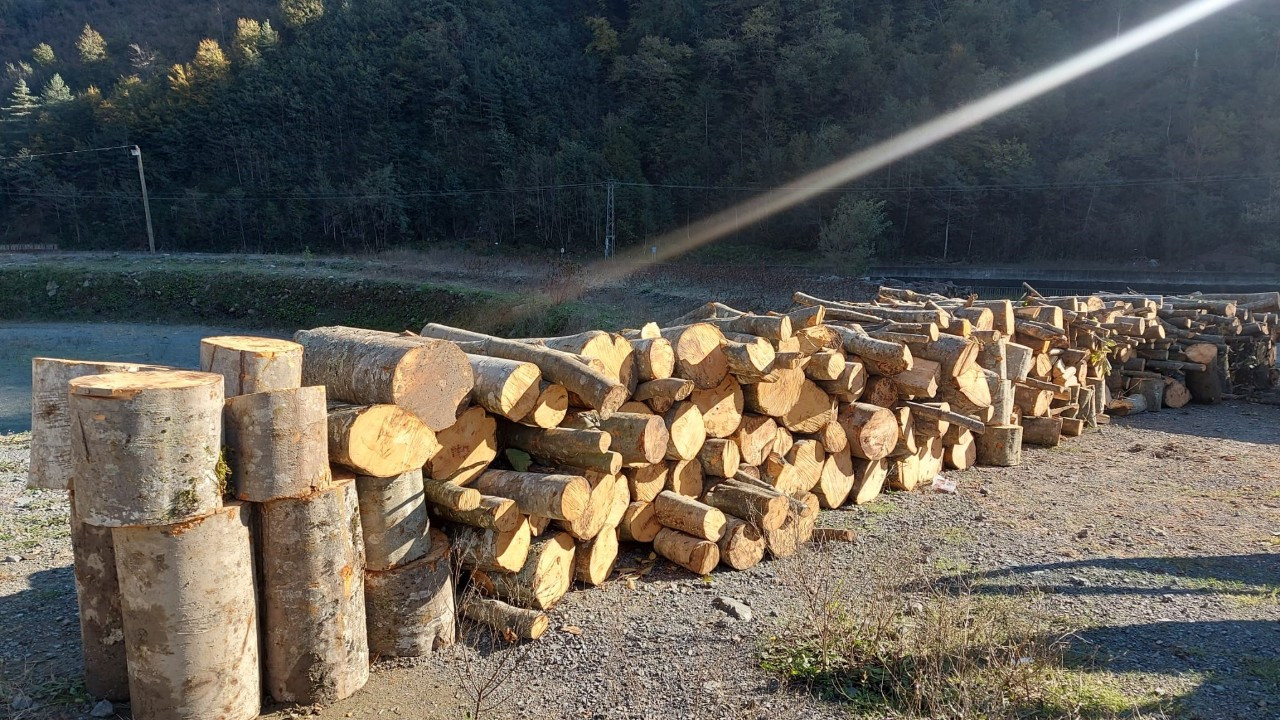 Artvin'de Kaçak Ağaç Kesimi Yapan Kooperatif Başkanı Gözaltına Alındı!