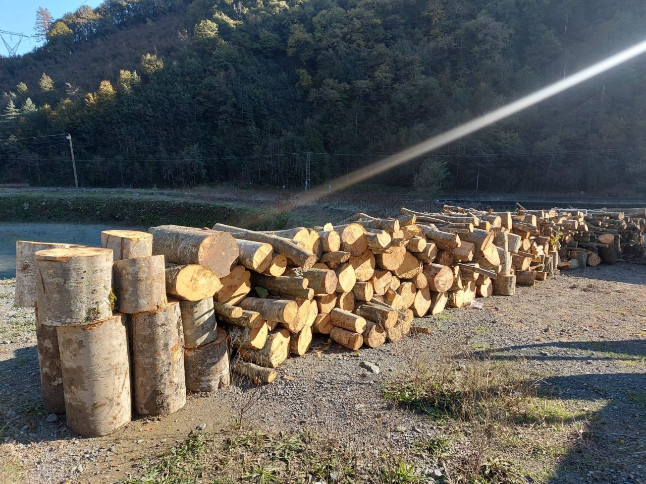 Artvin'de Kaçak Ağaç Kesimi Yapan Kooperatif Başkanı Gözaltına Alındı! - Sayfa 1