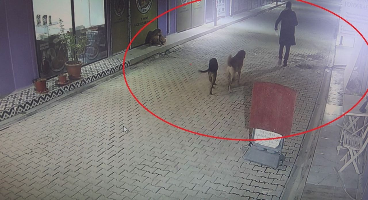 Hatay'da Kedileri Köpeklere Saldırtan Şahıs Gözaltına Alındı - Sayfa 2