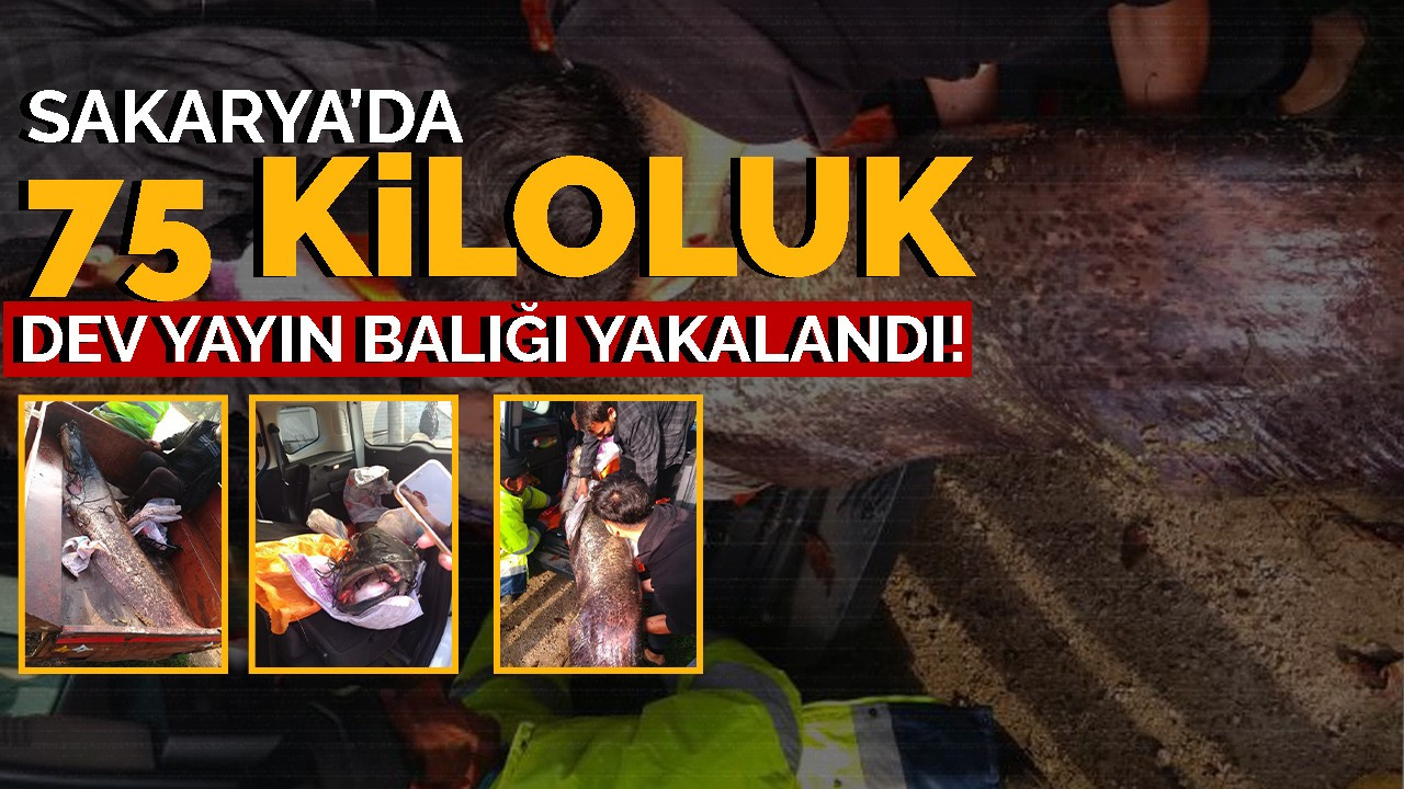 Sakarya'da 75 kiloluk dev yayın balığı yakalandı!