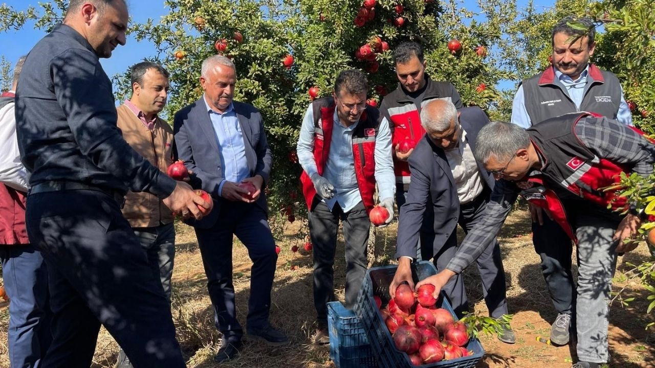 Şanlıurfa'nın Hicaz Narı: Dünya Pazarına Açılan Lezzet!