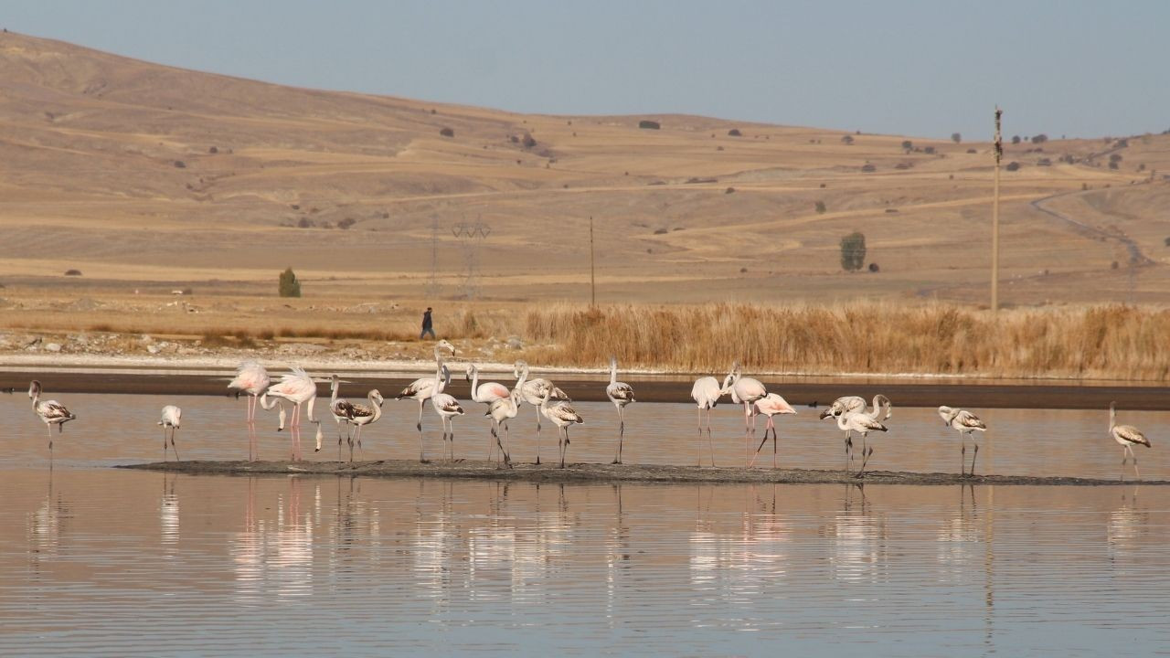 Kurak Ulaş Gölüne Flamingo Sürprizi: Görenleri Hayret Ettirdi