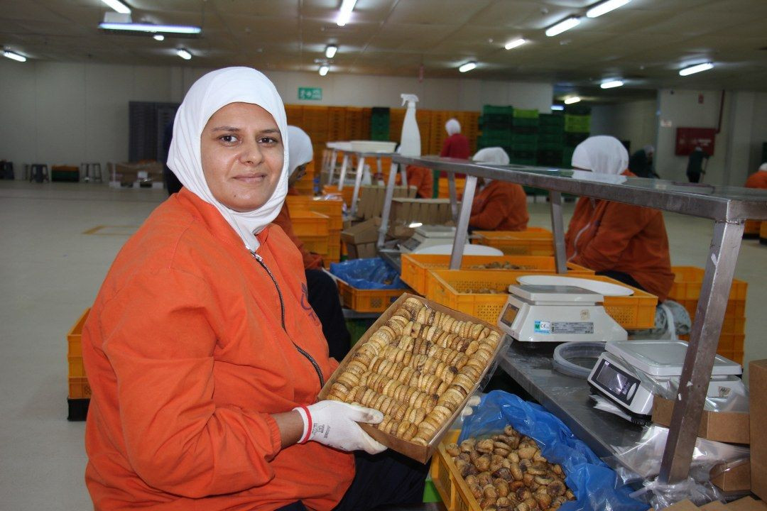 Aydın'ın kuru inciri 100'den fazla ülkede ağızları tatlandırıyor - Sayfa 7