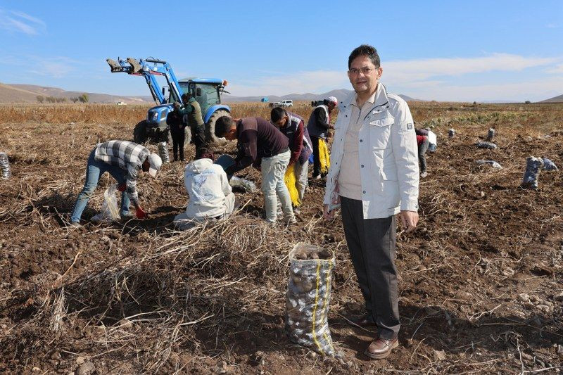 Mor Patateste Hasat Zaman Geldi - Sayfa 6