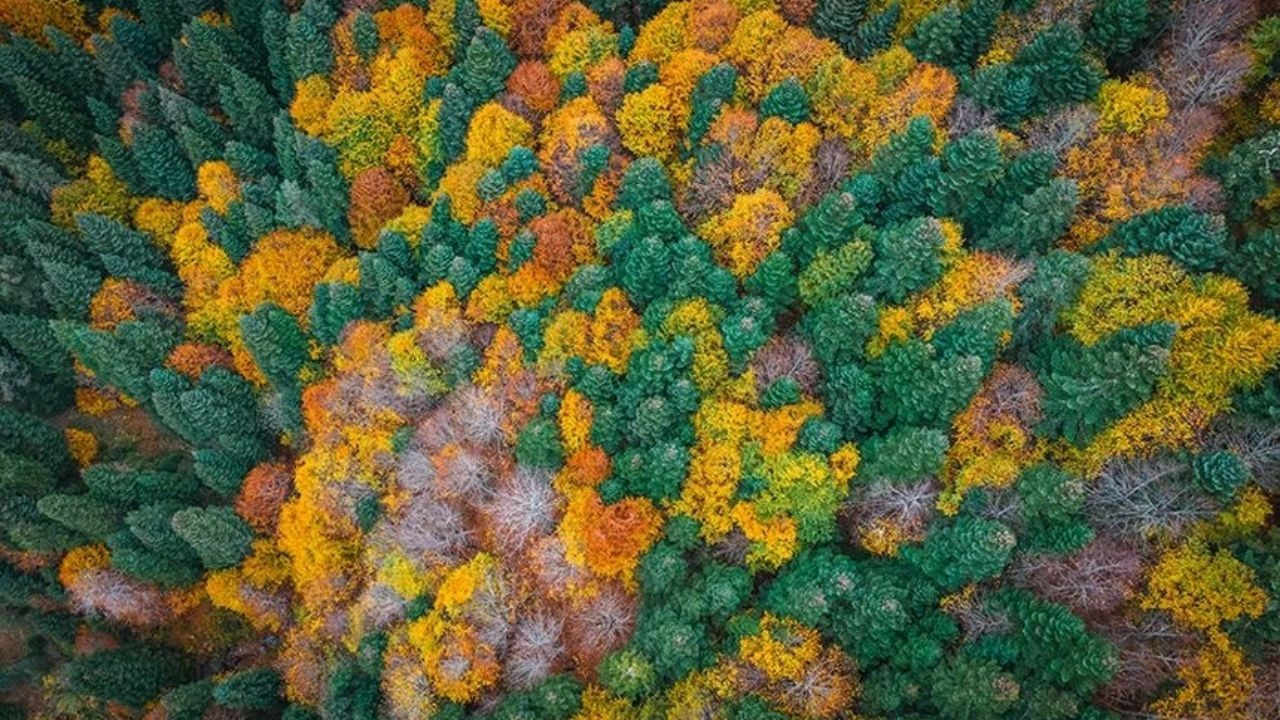 Bolu'nun yükseklerinde renk cümbüşü