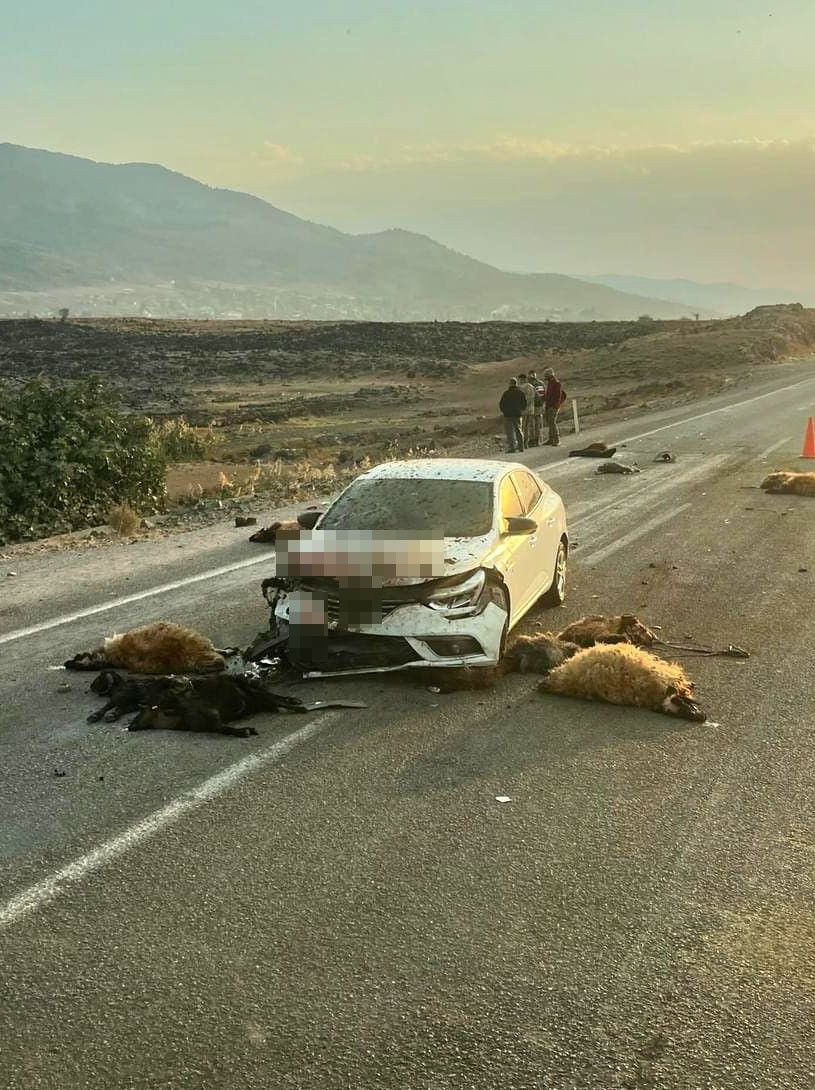 Hayvan sürüsünün içine dalan otomobil 17 hayvanı telef etti! - Sayfa 4