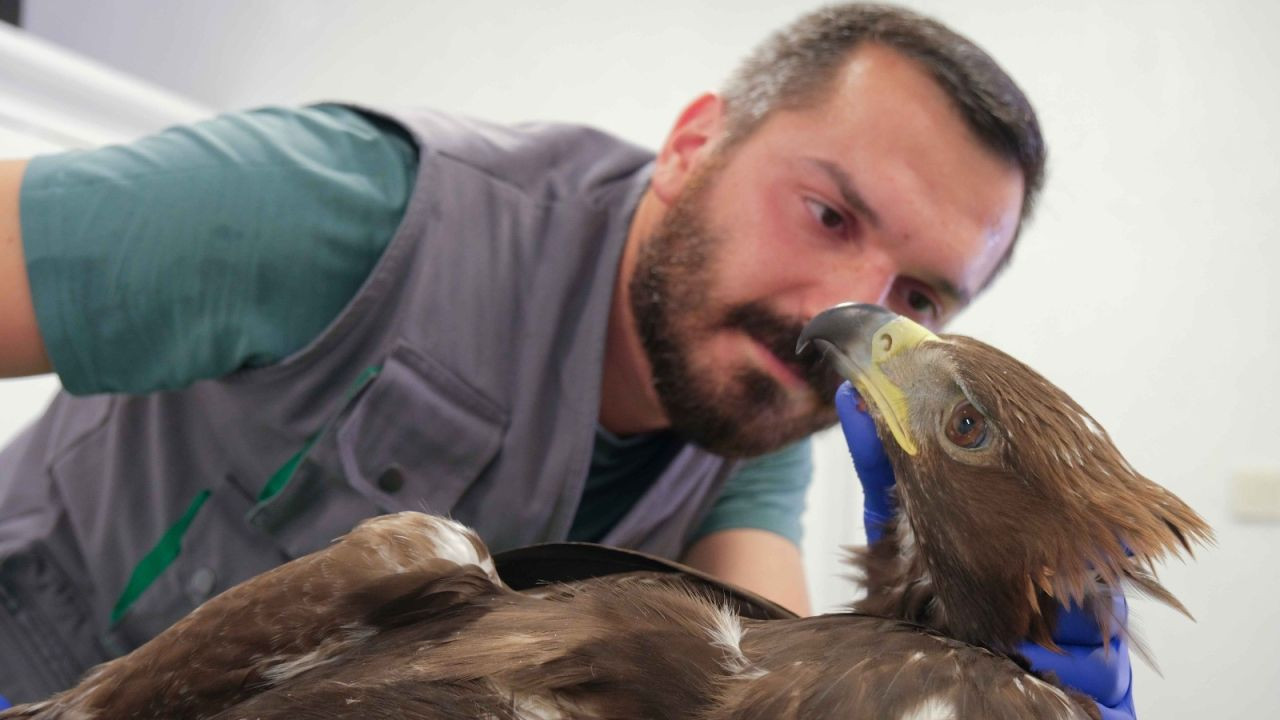 Komşuda yaralı kaya kartalı tedavi edildi: Ardından özgürlüğe kanat çırptı - Sayfa 3