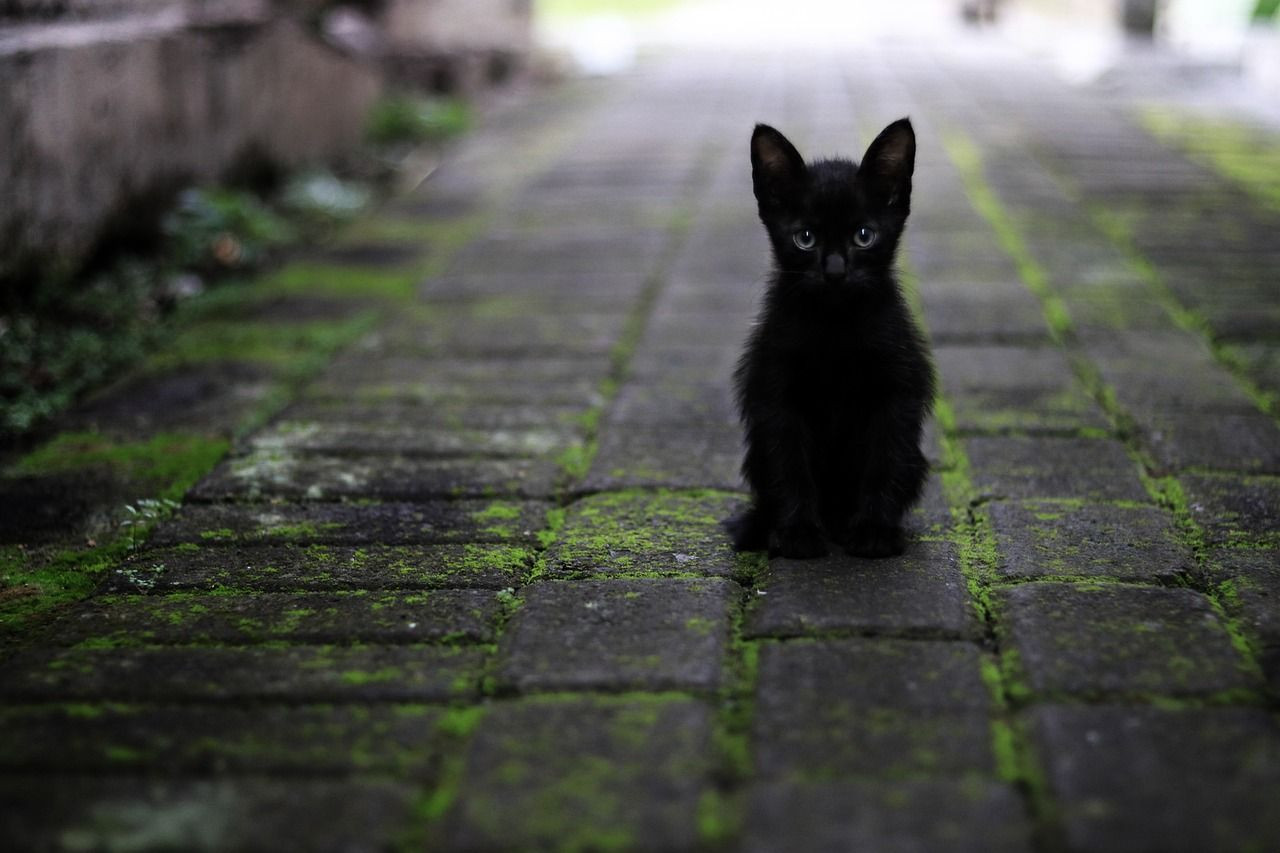 Bulduğu Fareyle İnsanlığı Kurtaran Kedi! Ölümcül Virüsü Keşfetti - Sayfa 10