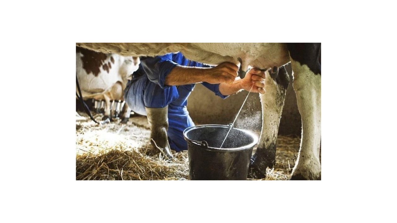 Çiftçileri sevindiren haber! Çiğ süt desteği ikiye katlandı - Sayfa 35