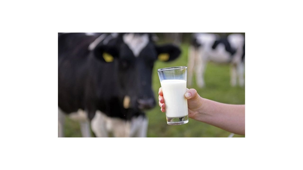 Çiftçileri sevindiren haber! Çiğ süt desteği ikiye katlandı - Sayfa 11