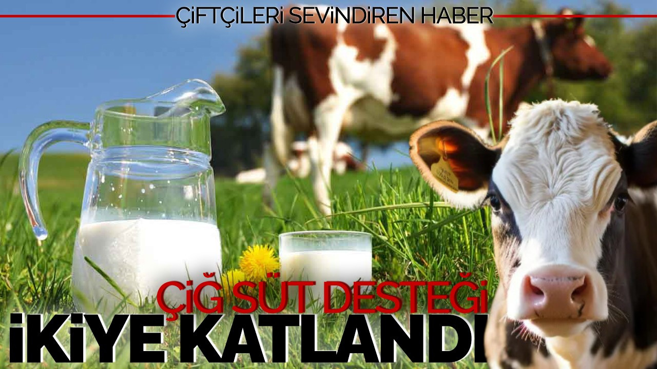 Çiftçileri sevindiren haber! Çiğ süt desteği ikiye katlandı