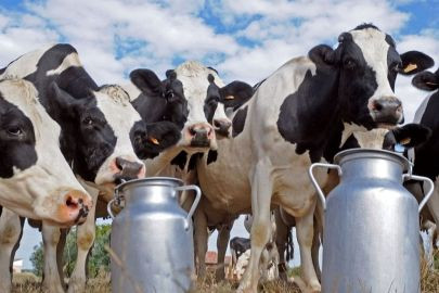 Çiftçileri sevindiren haber! Çiğ süt desteği ikiye katlandı - Sayfa 4