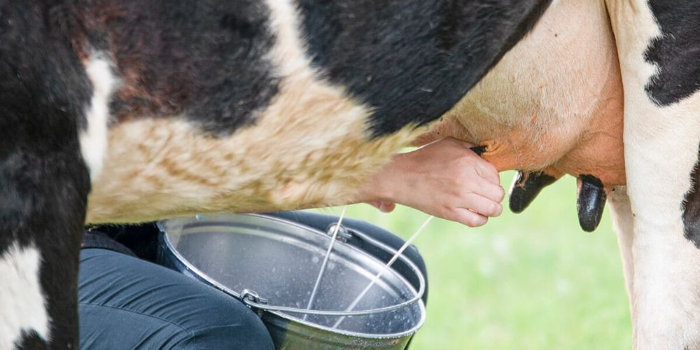 Çiftçileri sevindiren haber! Çiğ süt desteği ikiye katlandı - Sayfa 1