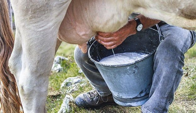 Çiftçileri sevindiren haber! Çiğ süt desteği ikiye katlandı - Sayfa 32