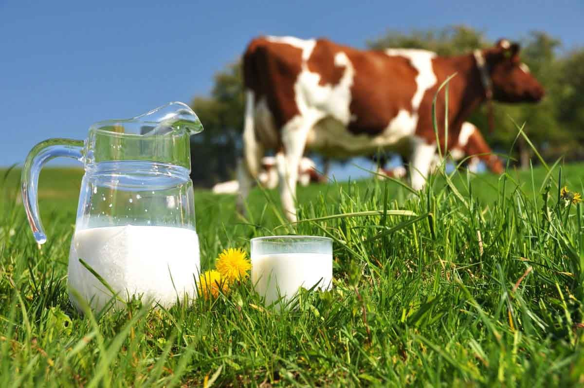 Çiftçileri sevindiren haber! Çiğ süt desteği ikiye katlandı - Sayfa 36