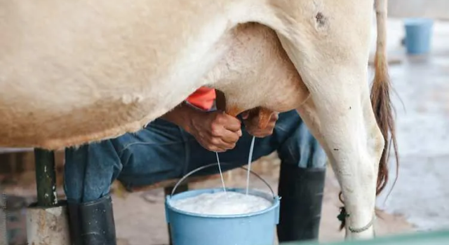 Çiftçileri sevindiren haber! Çiğ süt desteği ikiye katlandı - Sayfa 17