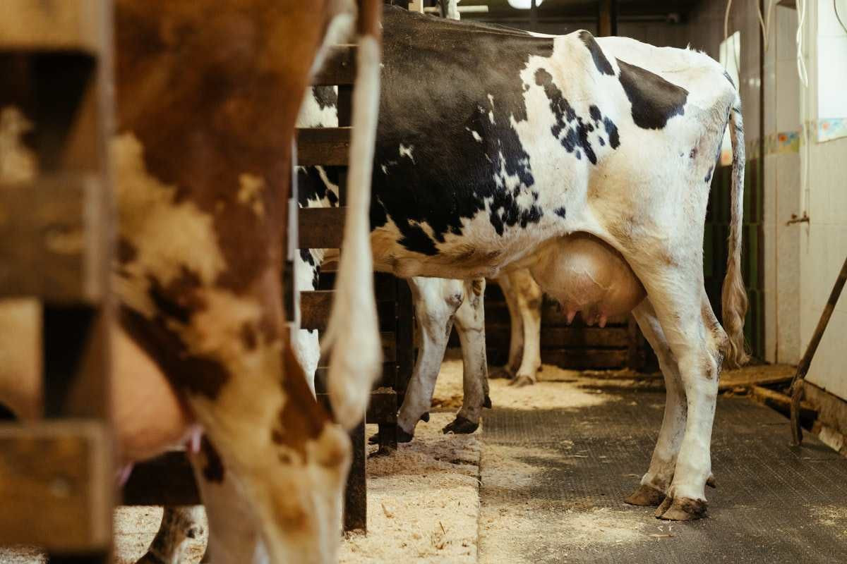 Çiftçileri sevindiren haber! Çiğ süt desteği ikiye katlandı - Sayfa 28