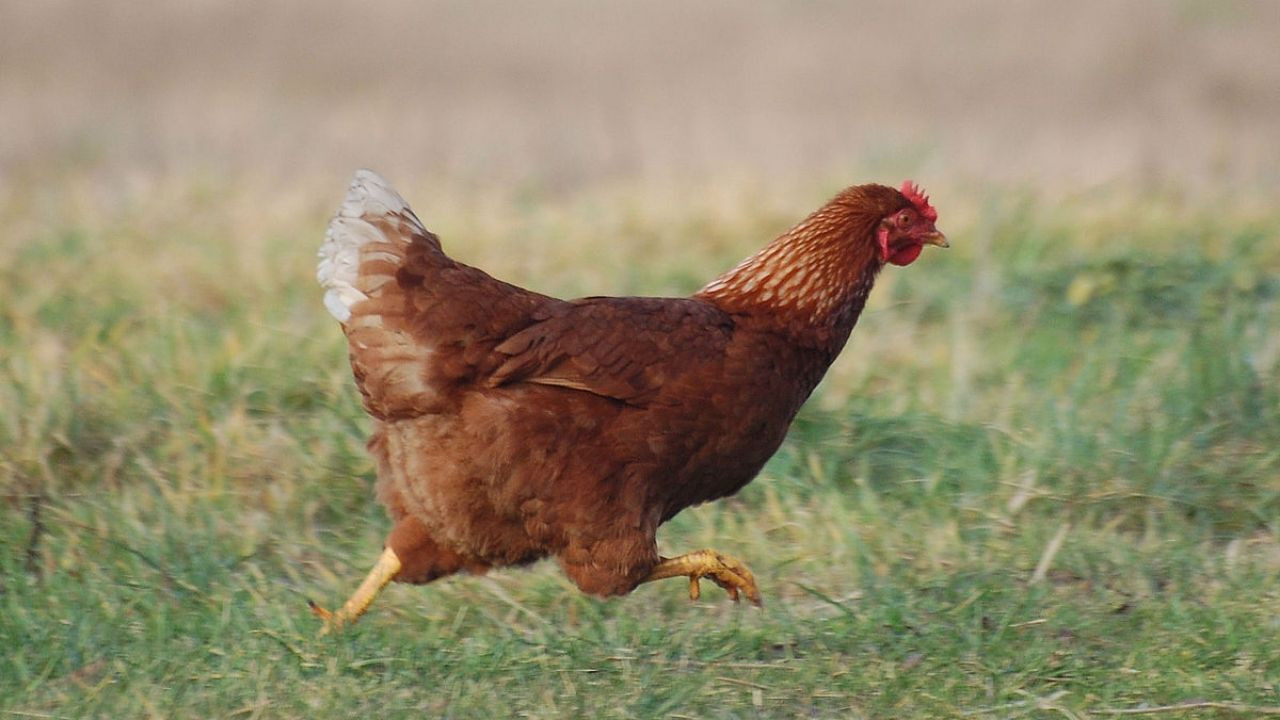 Kuş gribi belirtilerine dikkat: mor renk varsa... - Sayfa 1