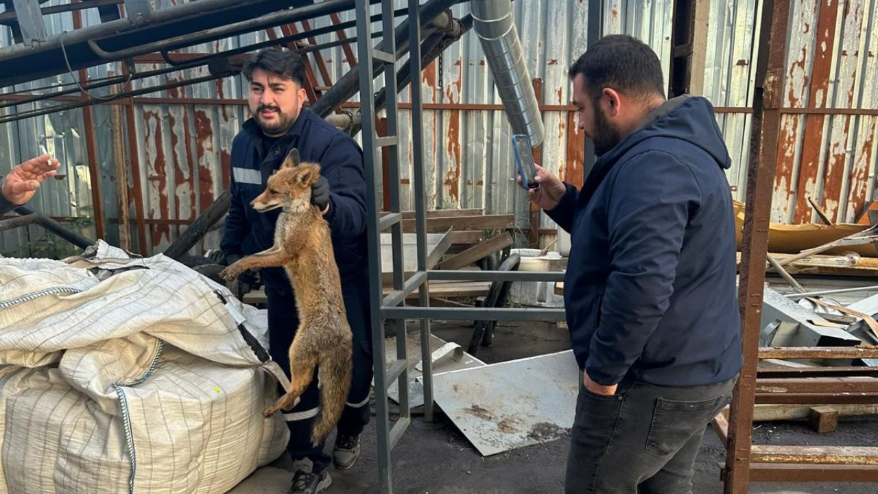 Zonguldak'ta Köpeklerin Saldırısına Uğrayan Tilki Kurtarıldı!