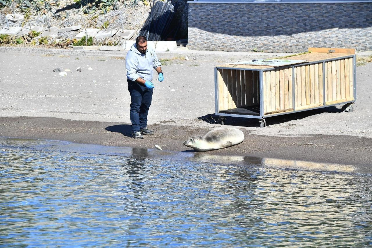 Tedavisi tamamlanan Akdeniz foku mavi sularla buluştu - Sayfa 1