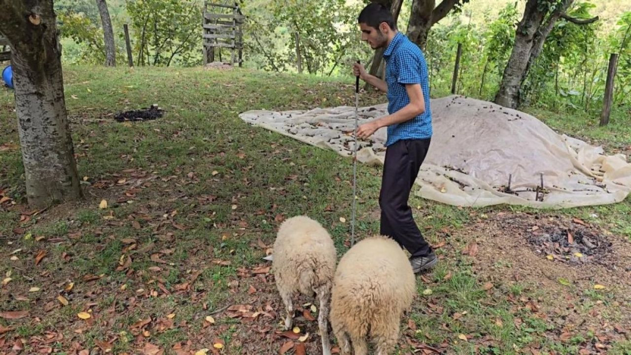 Çobanlık Yapan Görme Engelli Genç: 'Koyunlarım Beni Tanıyor' - Sayfa 2