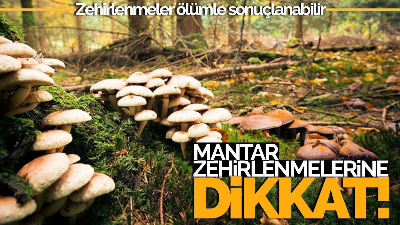 Mantar zehirlenmelerine karşı kritik uyarı: “Zehirlenmeler ölümle sonuçlanabilir”