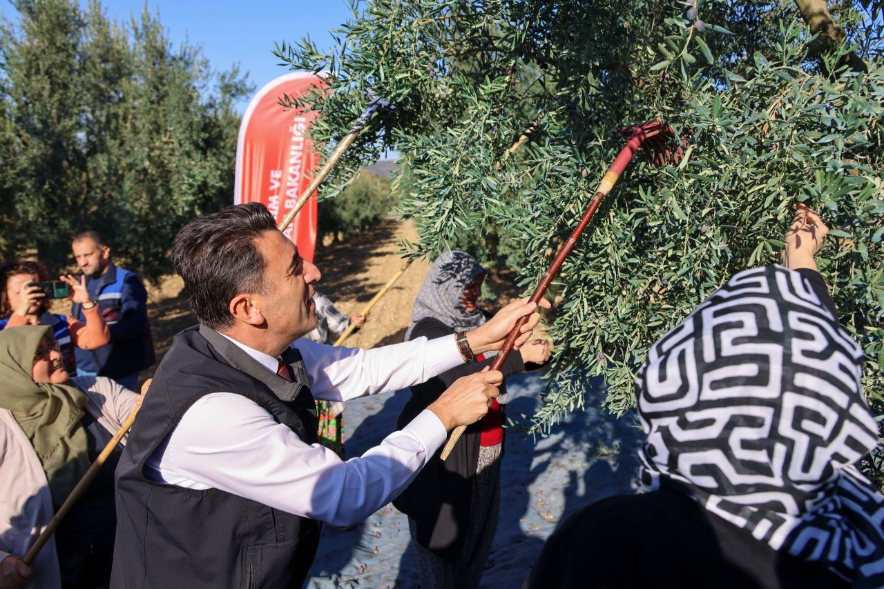 Bilecik'te zeytin hasadı mesaisi başladı - Sayfa 5