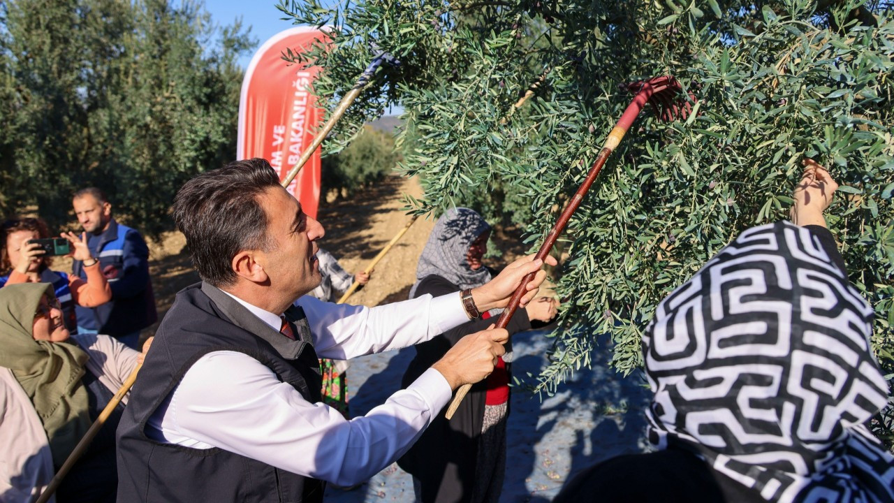 Bilecik'te zeytin hasadı mesaisi başladı