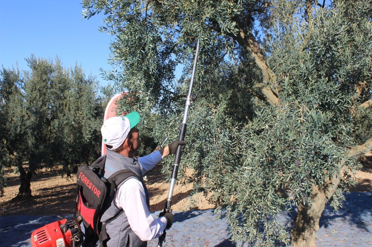 Bilecik'te zeytin hasadı mesaisi başladı - Sayfa 4