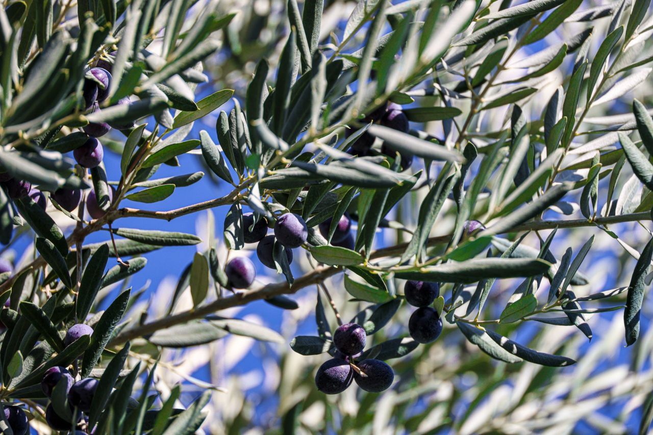 Bilecik'te zeytin hasadı mesaisi başladı - Sayfa 3