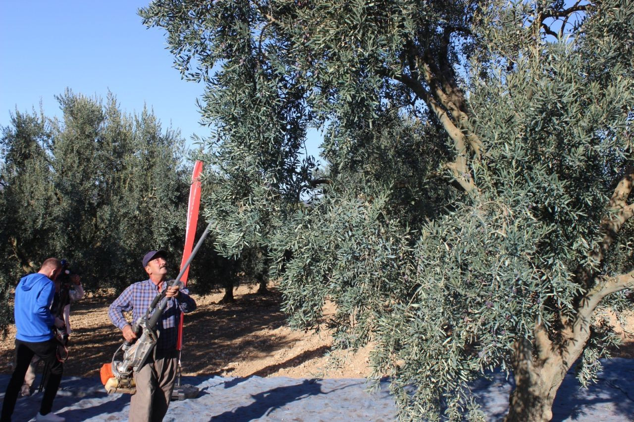 Bilecik'te zeytin hasadı mesaisi başladı - Sayfa 1