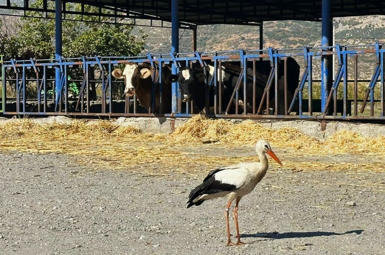 Sofyalı Leylek Güneye Uçtu: Göç Yolu Başladı - Sayfa 2