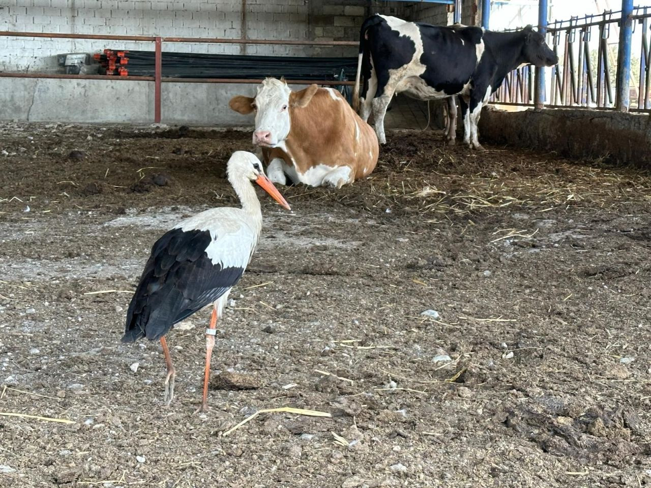 Sofyalı Leylek Güneye Uçtu: Göç Yolu Başladı - Sayfa 1