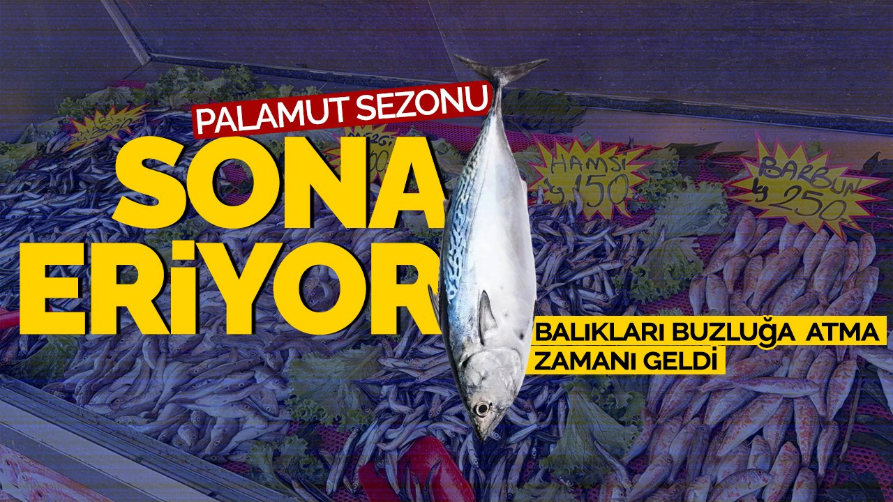 Palamut sezonu sona eriyor! Balıkları buzluğa atma zamanı geldi