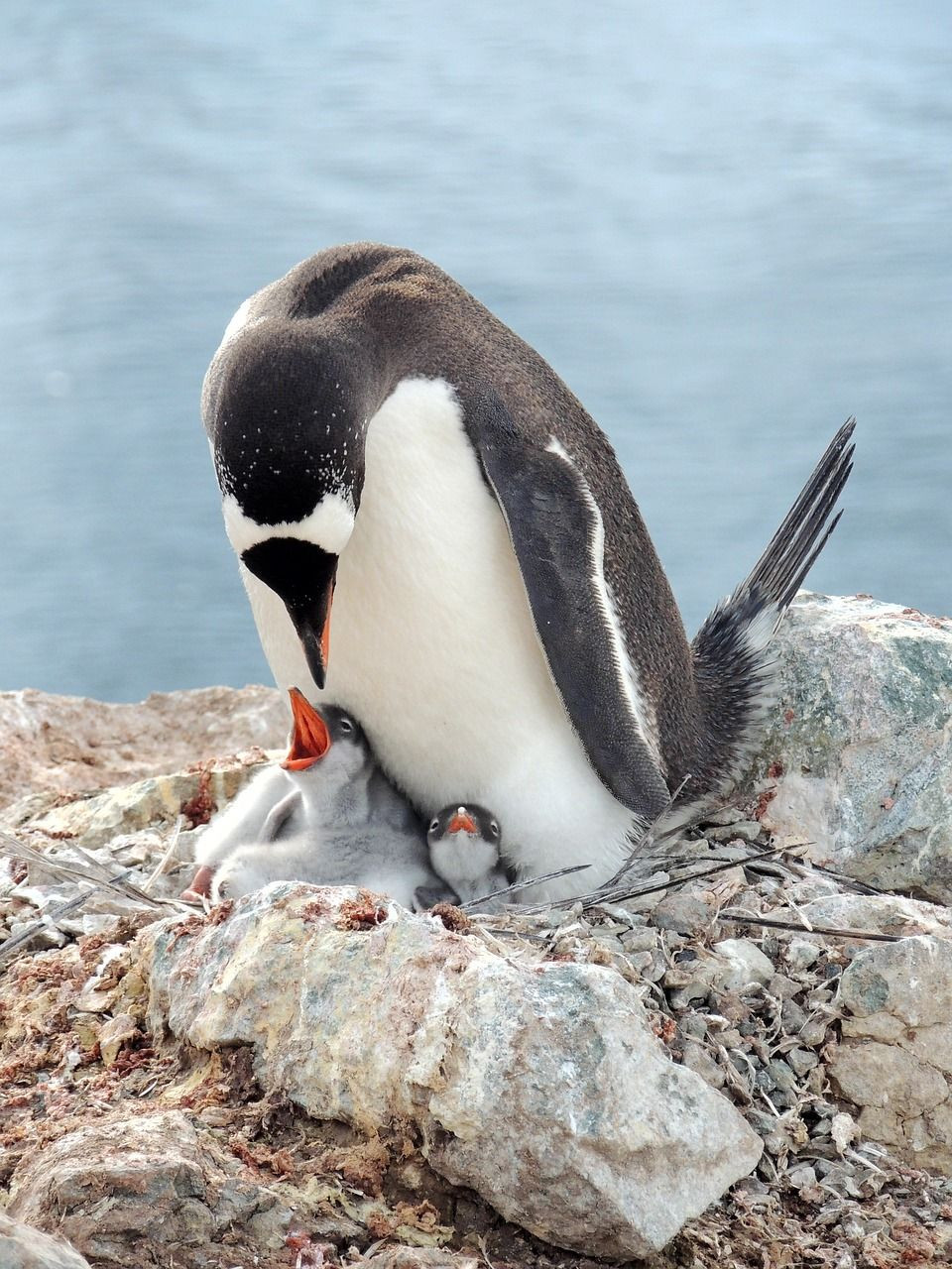 Dünyada artık hiç penguen kalmadı! - Sayfa 9