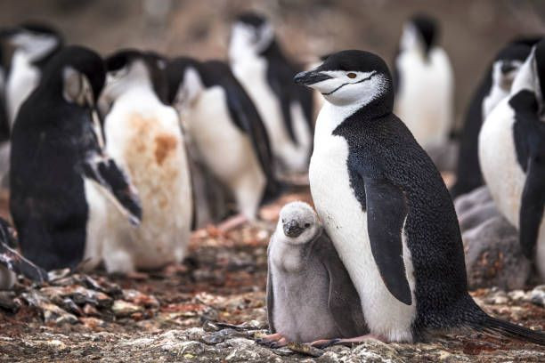 Dünyada artık hiç penguen kalmadı! - Sayfa 3