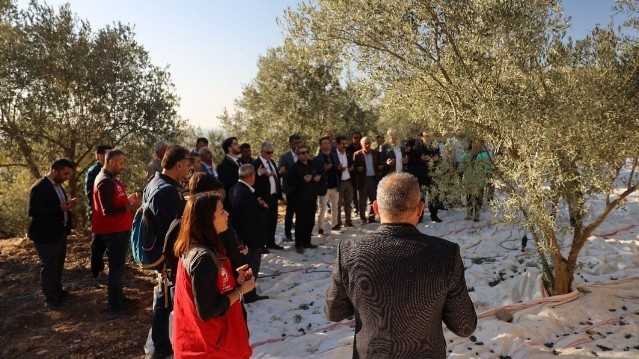 Kavaklıdere'de zeytin hasat sezonu dualarla başladı