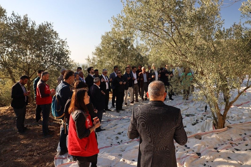 Kavaklıdere'de zeytin hasat sezonu dualarla başladı - Sayfa 1