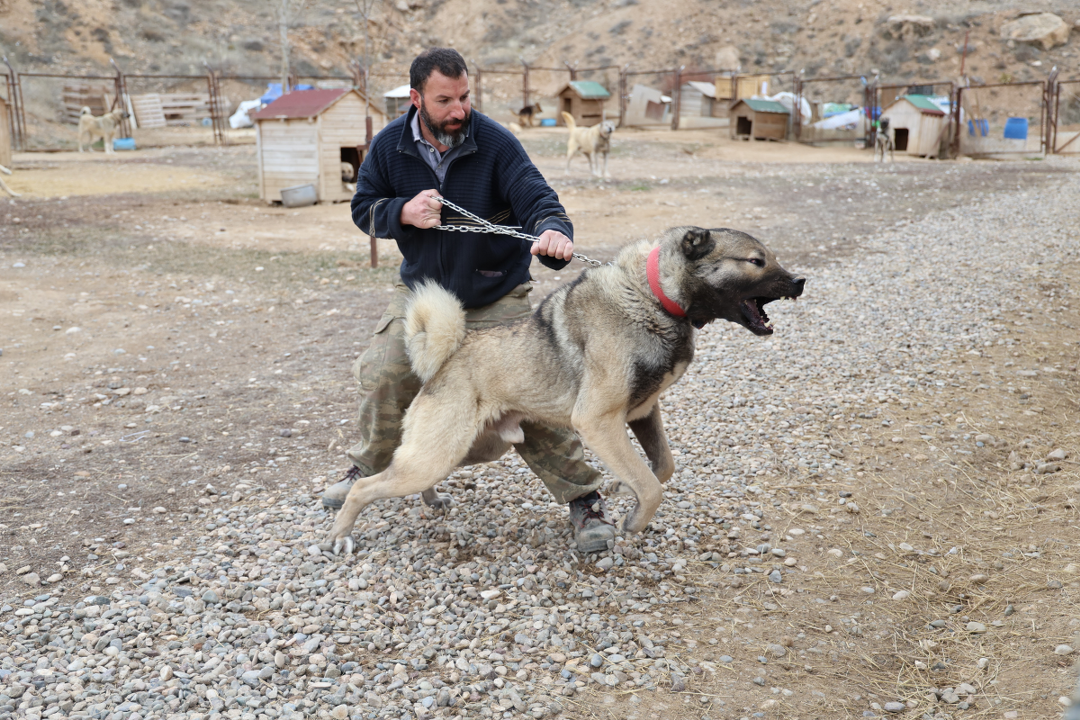 Yazın aslan, kışın kurt özellikleri taşıyor - Sayfa 6