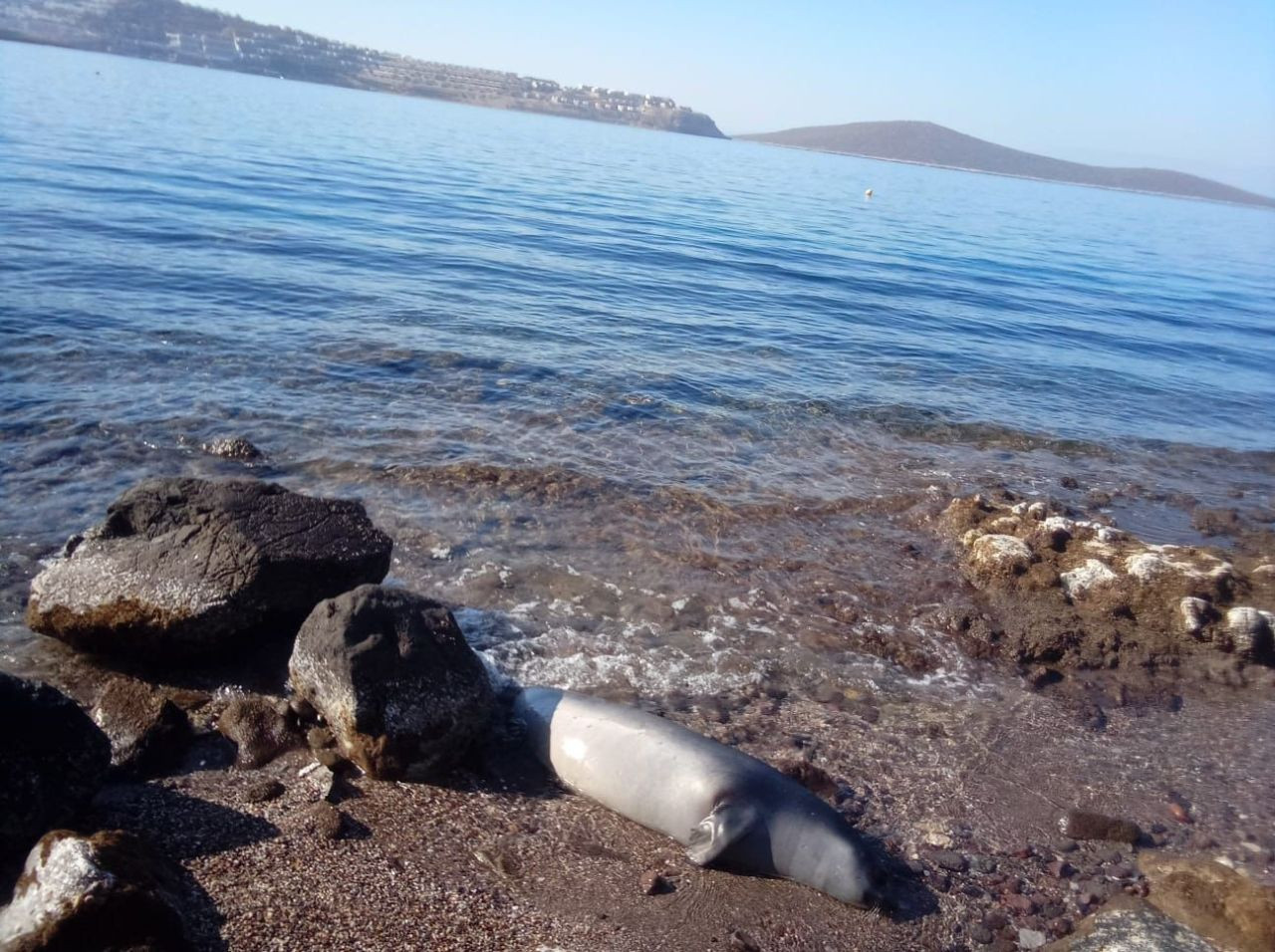 Kuyruğundan yaralanmış fok ölü halde kıyıya vurdu - Sayfa 6